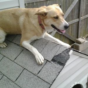 Meet your Posher, Joan